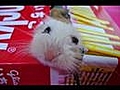 Some funny and cute hamsters | BahVideo.com