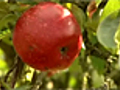 A medieval apple a day | BahVideo.com