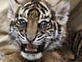 Folge 162 Zwei Mamas f r den kleinen Tiger | BahVideo.com