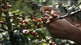 Markets Hub Trouble Brewing Over Coffee | BahVideo.com