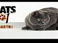 Cats 101 Chartreux | BahVideo.com
