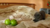 Kitten Fights Scary Apples | BahVideo.com