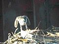 South Waterfront Osprey chick eats large fish  | BahVideo.com