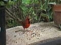 multiple bird species feeding frenzy cardinal  | BahVideo.com