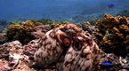 Octopus Mating | BahVideo.com