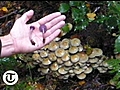 Mushroom foraging in Dorset | BahVideo.com