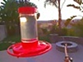 Hummingbirds Orioles Finches amp More 08 18 10 07 50PM | BahVideo.com