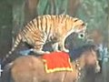 Tiger Riding a Horse | BahVideo.com