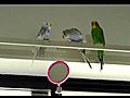Budgies Hilarious First Encounter with an  | BahVideo.com