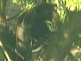 Injured Black Bear Spotted in Suburban New Jersey | BahVideo.com
