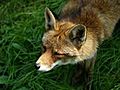 How To Deter Foxes | BahVideo.com