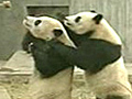 Pandas slip slide and play | BahVideo.com