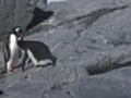 Penguin Adult Preening and Feeding her Chick | BahVideo.com