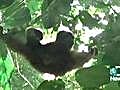 Orangutan Kiss Noise Deceitful | BahVideo.com