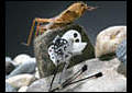 Der Natur abgeschaut Heuschrecken-Roboter | BahVideo.com