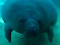 Manatees not the smartest | BahVideo.com