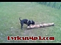My Dog Having Fun with A big Branch | BahVideo.com