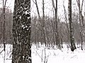 Winter Park Panorama Stock Footage | BahVideo.com