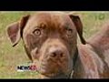 Burned dog found in Milford needs medical help | BahVideo.com