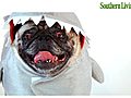 Pets in Costume | BahVideo.com