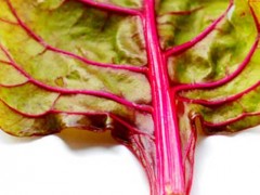How to Choose and Store Chard | BahVideo.com