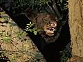 Bear Runs Wild In Birmingham Neighborhood | BahVideo.com