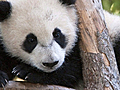 Top Picks Panda-monium CTV National News Genevieve Beauchemin reports | BahVideo.com