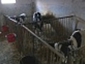 Calf In Barn | BahVideo.com
