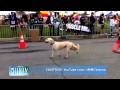 On CelebTV s Radar Adorable Dog Videos  | BahVideo.com