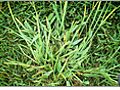 Fertilizing and Preventing Crabgrass | BahVideo.com