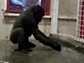 Break-dancing gorilla wows web | BahVideo.com