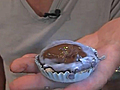 Reese s Peanut Butter Cup | BahVideo.com
