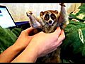 tickle loris mov | BahVideo.com
