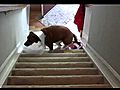 Lucy Conquers Stairs - Part 1 | BahVideo.com