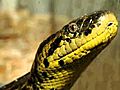 Yellow anaconda Eunectes notaeus  | BahVideo.com