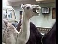 Lady Tickles Camel | BahVideo.com