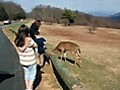 Skyline Drive Wild Animals | BahVideo.com