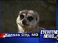 Stolen meerkat turns up at pet store | BahVideo.com