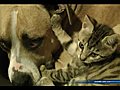 Pitbull VS Kitten Real Love Real Fights  | BahVideo.com
