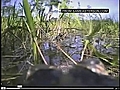 WEB EXTRA Critter Cams Across The Web | BahVideo.com