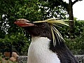 Penguin Playground | BahVideo.com