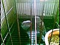 parrots kissing | BahVideo.com