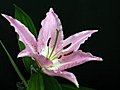 Time-lapse Of Pink Lily Opening 3 Stock Footage | BahVideo.com