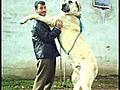 The World Famous Kurdish KANGAL amp AKBAS Dogs  | BahVideo.com