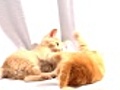 Kittens Wrestling | BahVideo.com