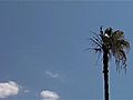 Lightning Turns Tree Birds To Ash | BahVideo.com