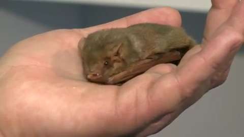Experts worry bat-killing fungus could reach  | BahVideo.com