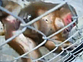 Banana s Make This Monkey Horny | BahVideo.com