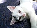 Kitten fight Feat ADHD kitten | BahVideo.com
