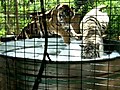 Tigers take a bubble bath | BahVideo.com